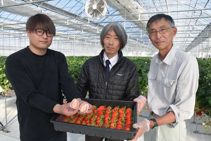 「上毛新聞」に、農園のいちごを使用したいちご大福が「フルーツ大福 果実堂」様で発売されたことを掲載いただきました。