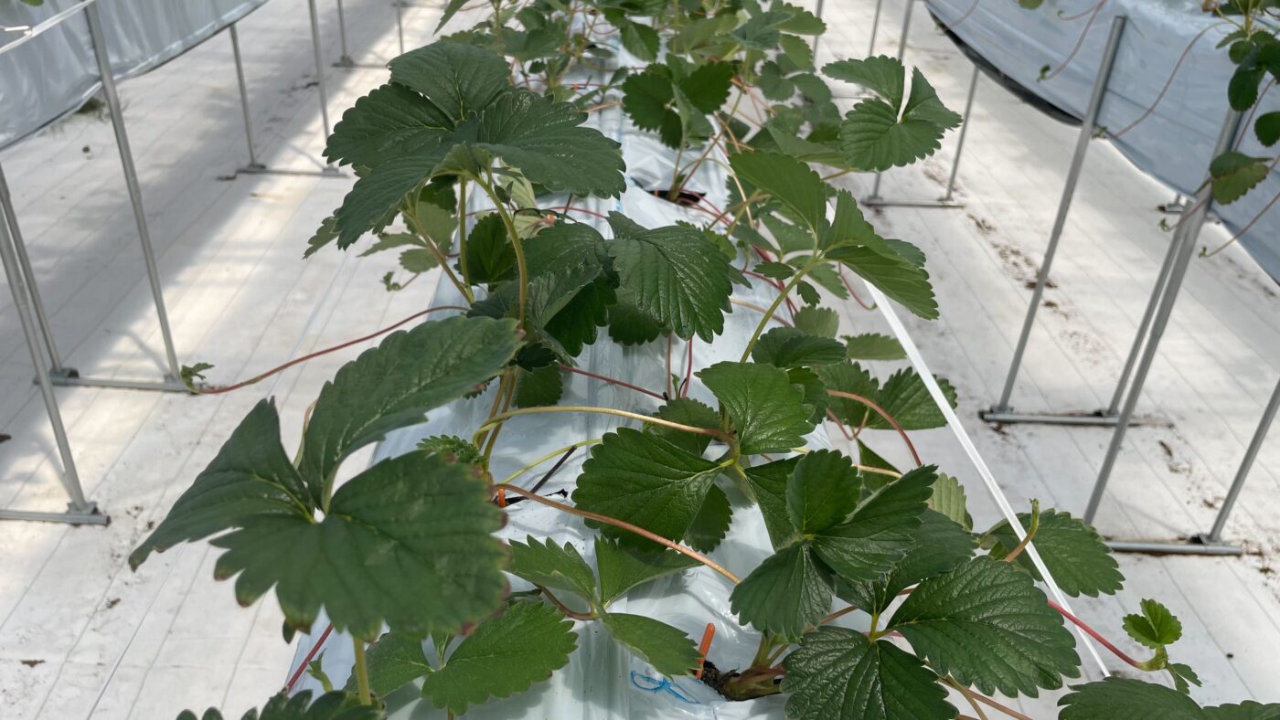 2024/07よつぼし苗植え