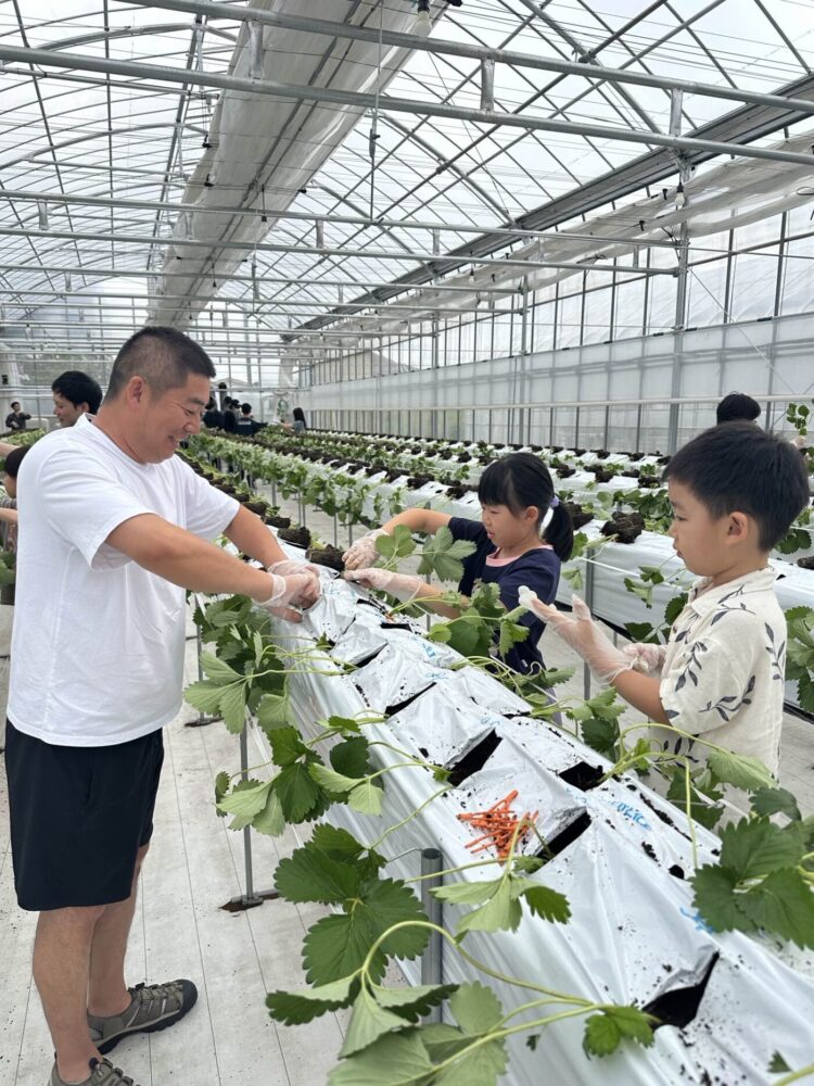 2025年いちご定植イベント